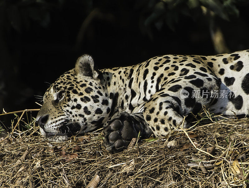 美洲虎(Panthera onca)是一种大型猫科动物，是美洲虎属猫科动物，是美洲唯一现存的美洲虎物种，在巴西潘塔纳尔发现。睡觉或休息。